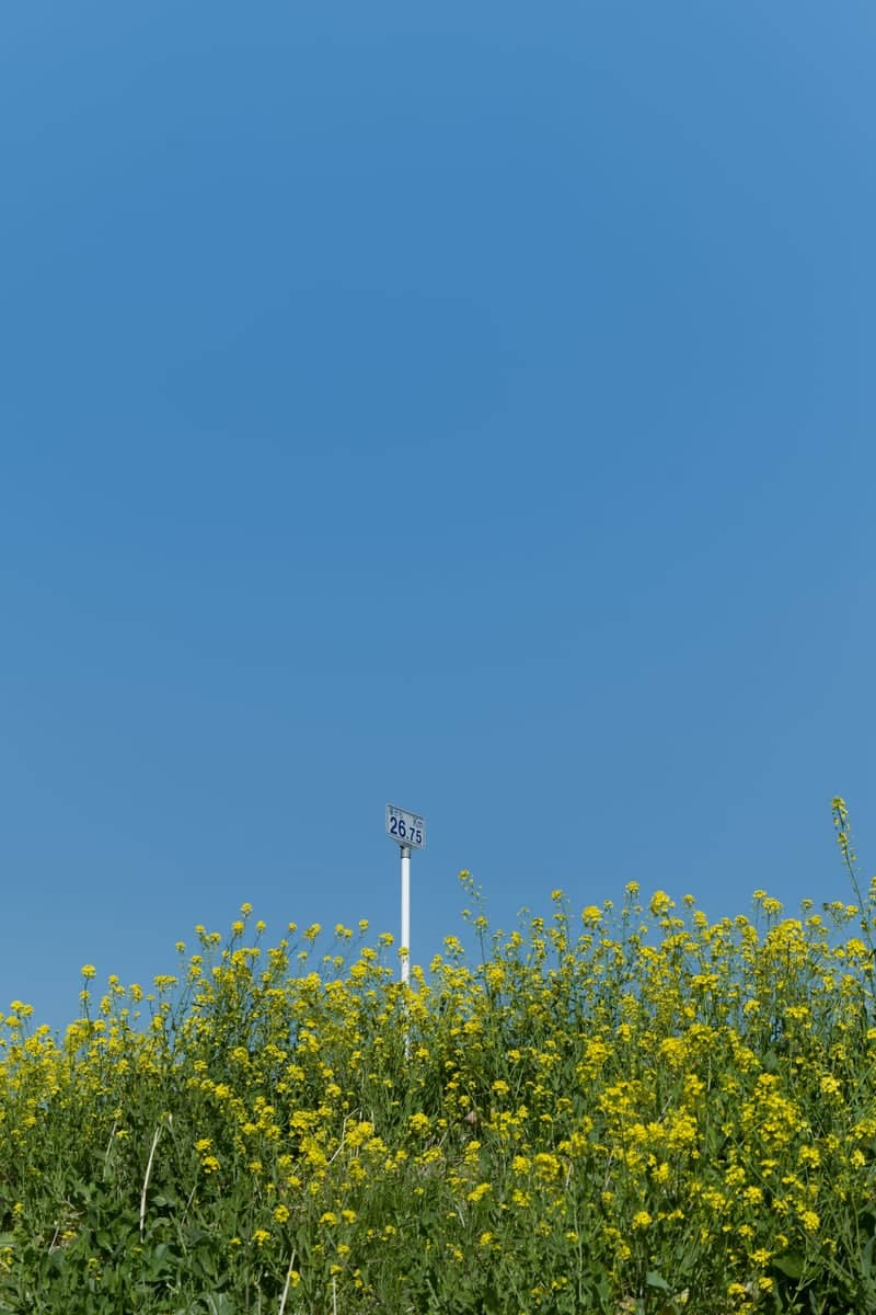 Edogawa Riverbank Nanohana Field - Image 1