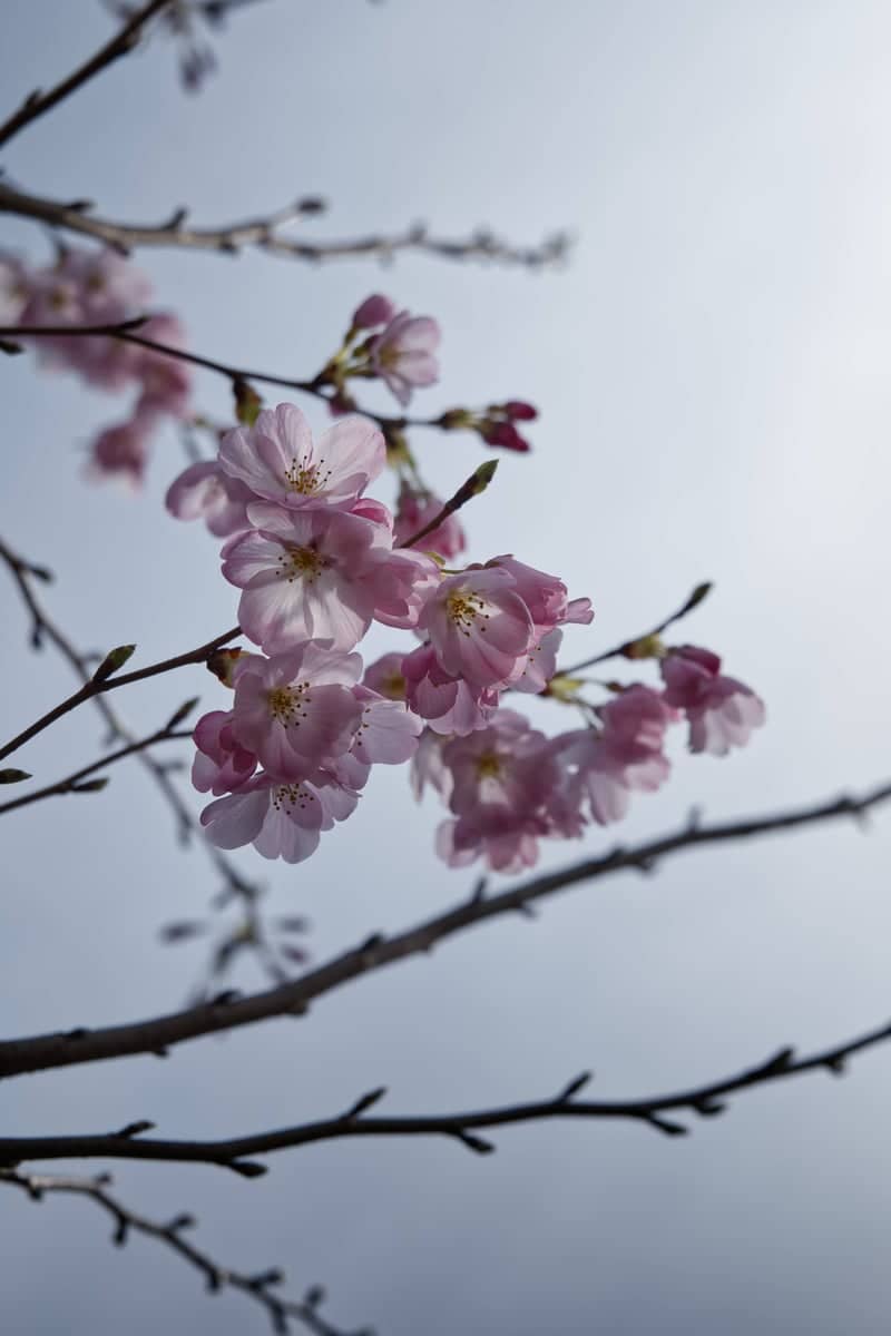 Tone Canal Cherry Blossoms - Image 1