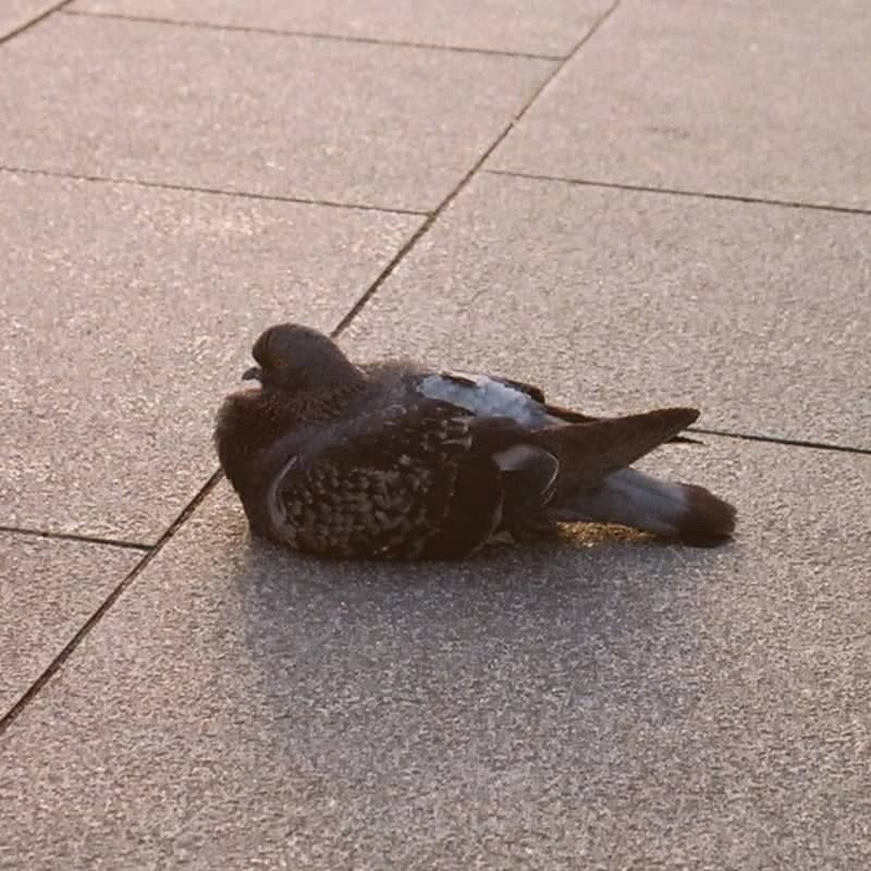 Ueno Station Plaza - Image 1