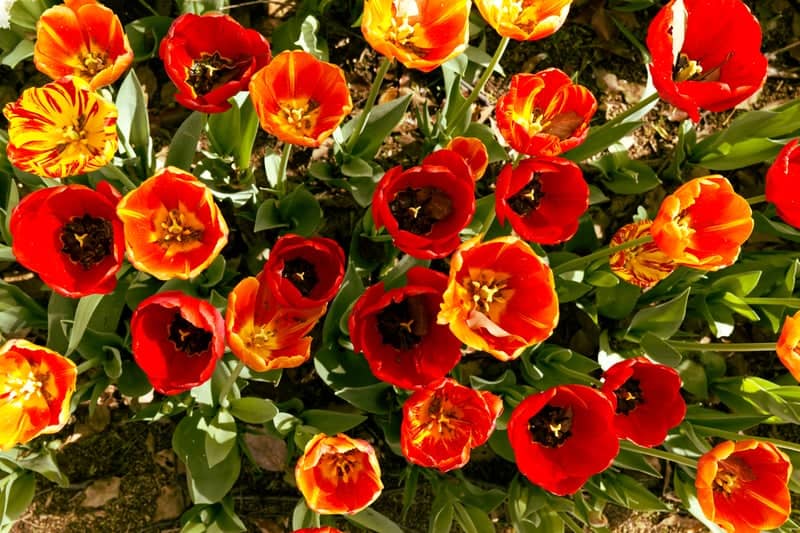 Showa Kinen Park Tulip Garden - Image 1