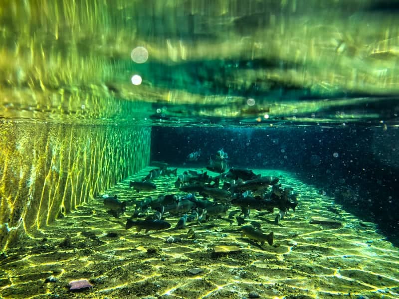 Tatvan Underwater Fish Pond - Image 1