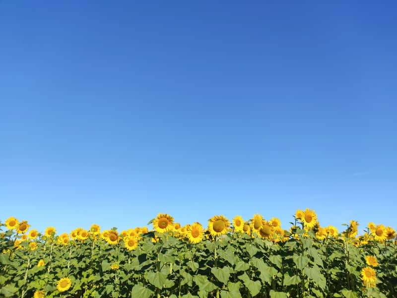 Sunflower Fields of Escacena del Campo - Image 1