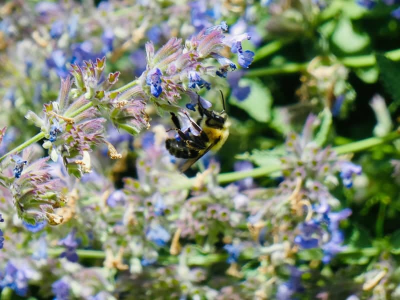 Bethel Village Garden - Image 1