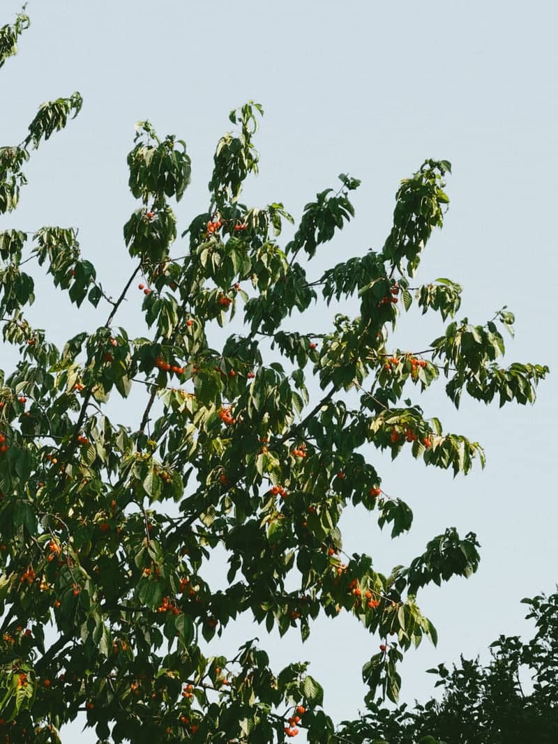 South Bohemian Cherry Tree - Image 1
