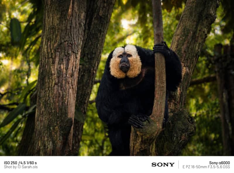 Leipzig Zoo - Image 1