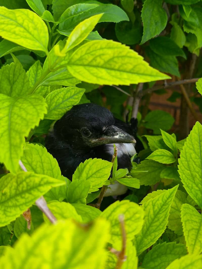 Idaho Falls Garden Wildlife - Image 1