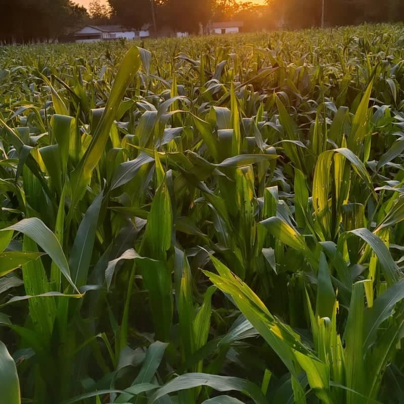 Anand Agricultural Fields - Image 1