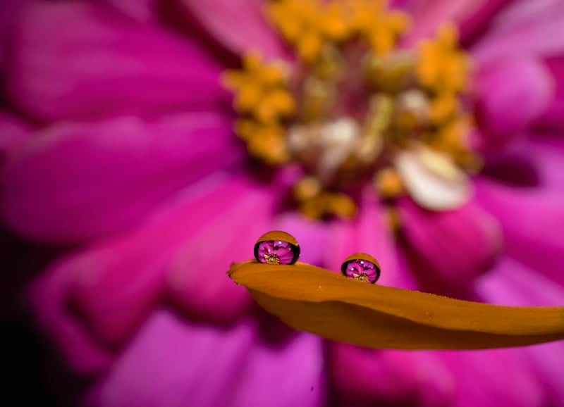 Webster Street Garden Macro Spot - Image 1