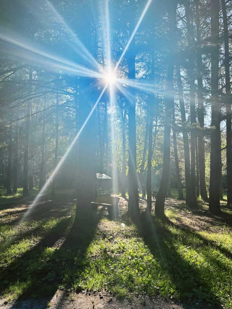 Tyumen Pine Forest - Image 1