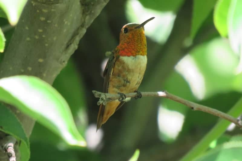 Beaumont Garden Birding Spot - Image 1