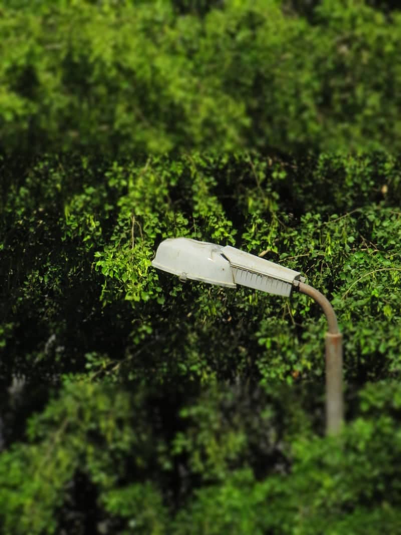 Zain Al-Abidin Street Foliage - Image 1