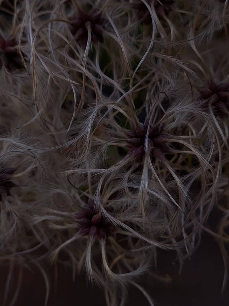 Patagonian Flora Macro - Image 1