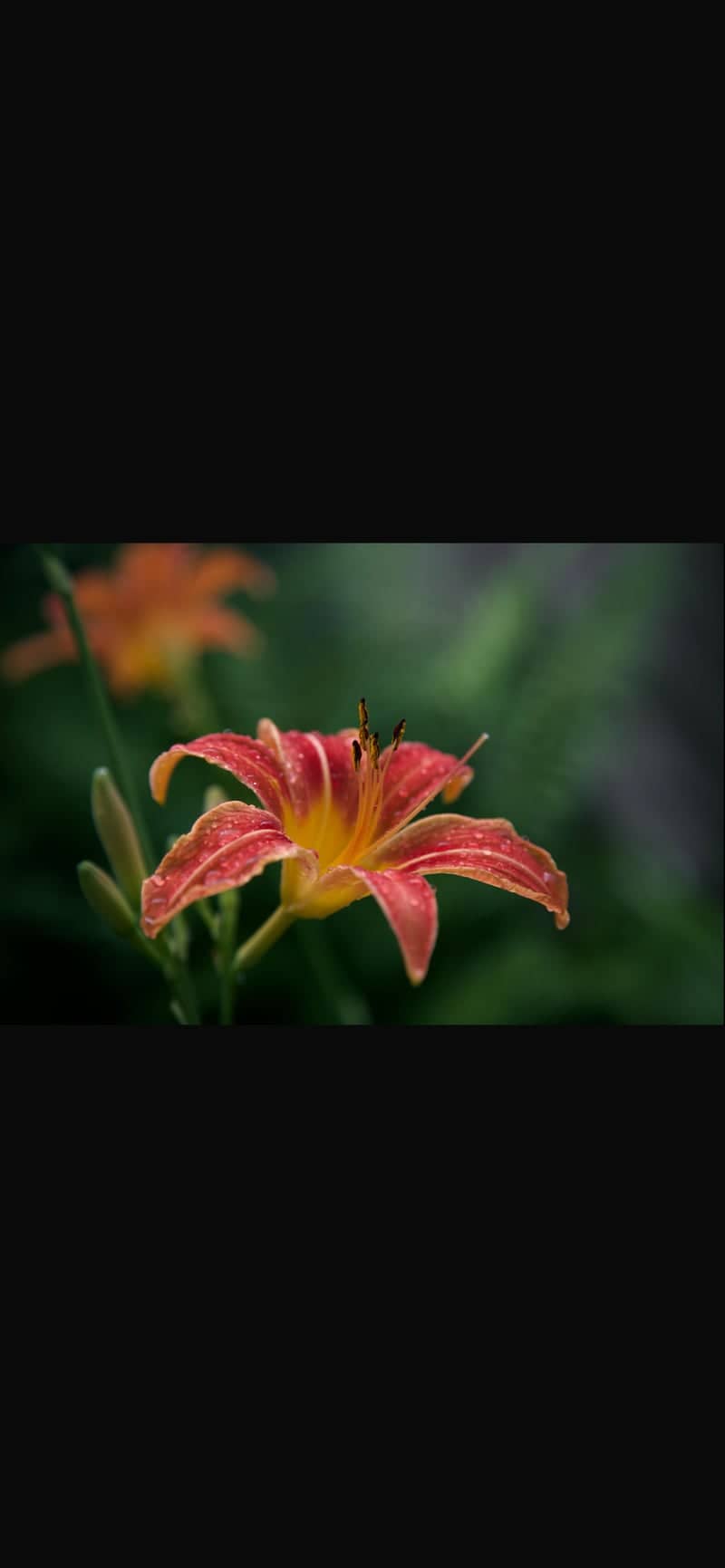 Bratislava Garden Blooms - Image 1