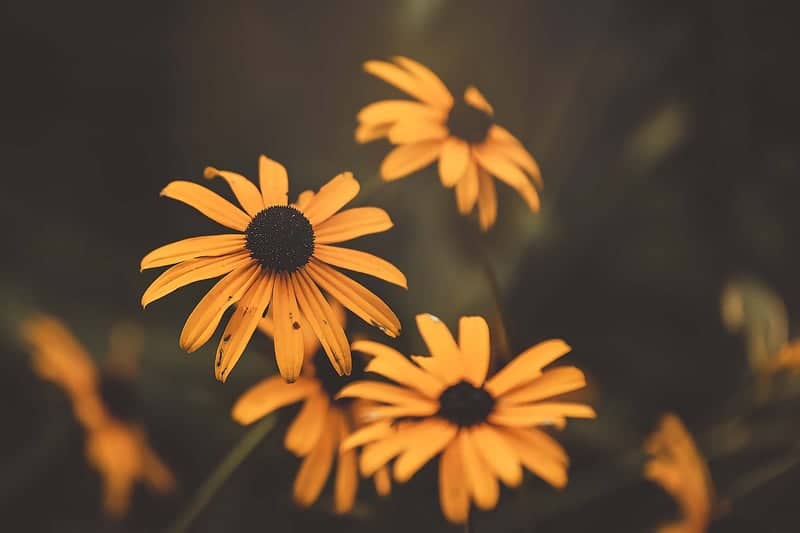 Hopewell Wildflower Garden - Image 1