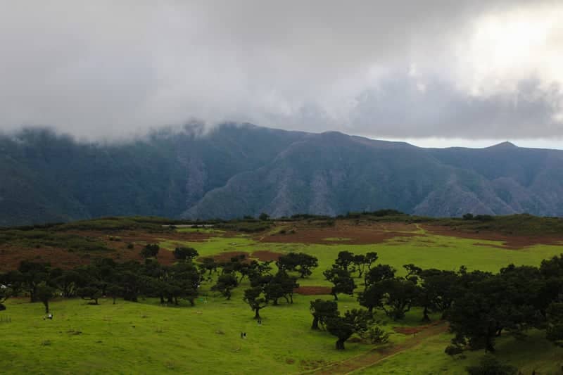 Fanal Forest Plateau - Image 1