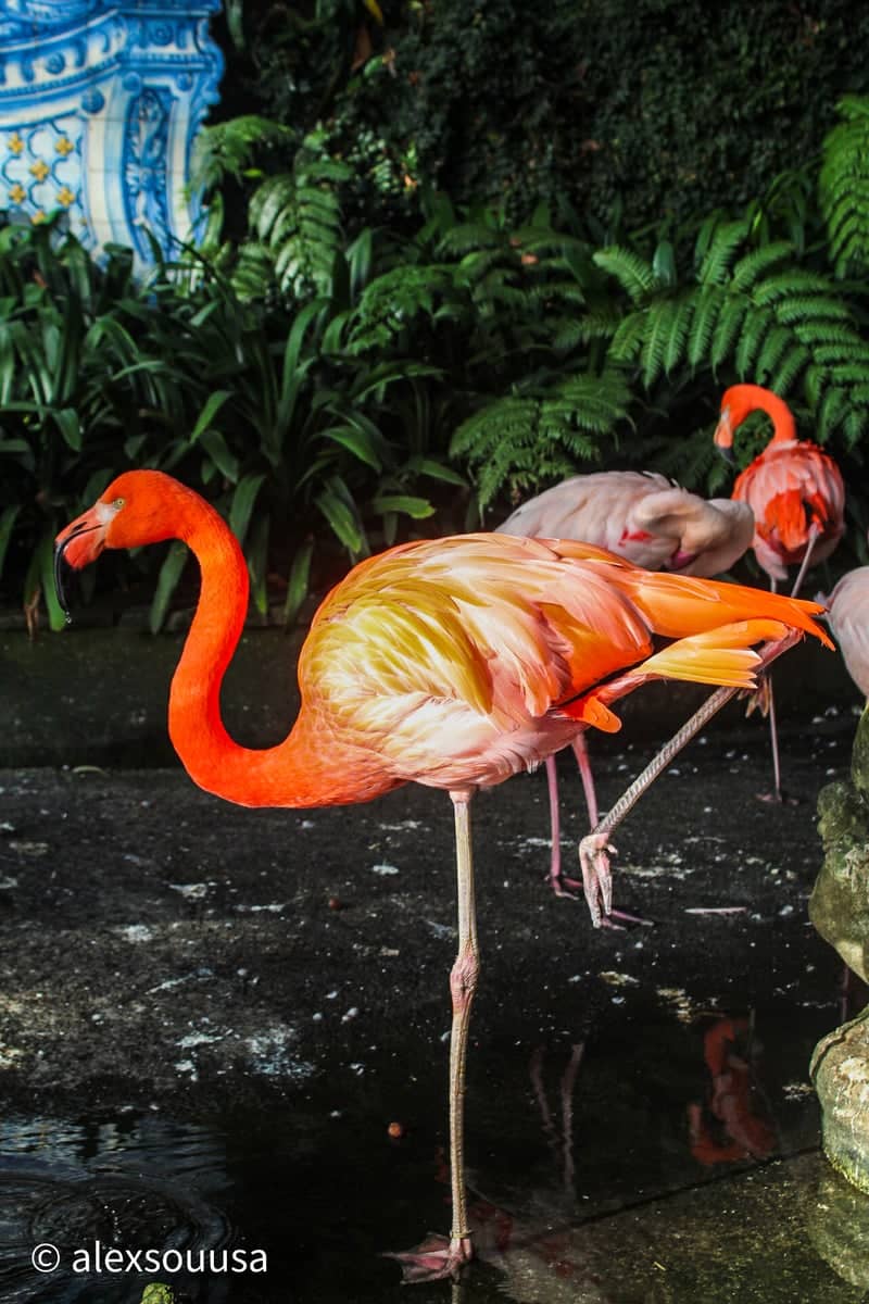 Monte Palace Tropical Garden - Image 1