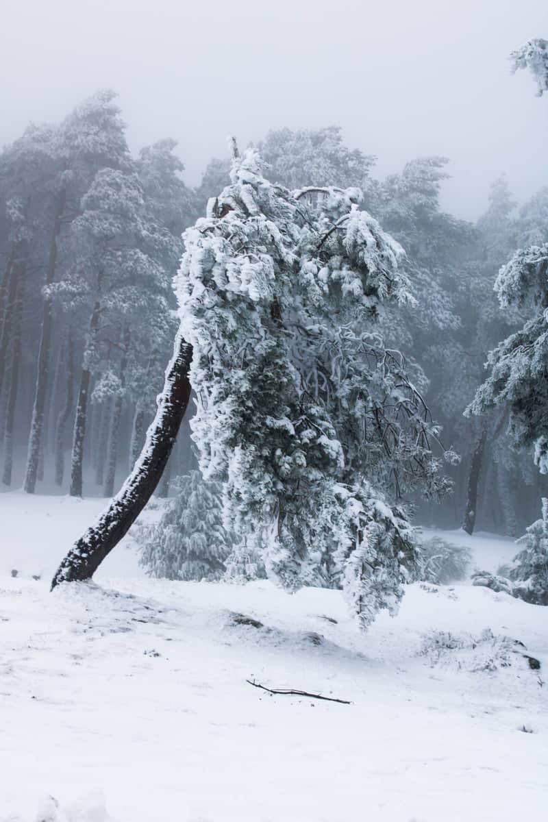 Serra de Queixa Winter Forest - Image 1