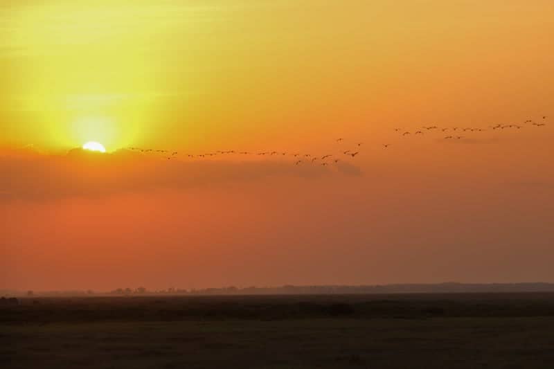 Entonet Savanna Sunset - Image 1