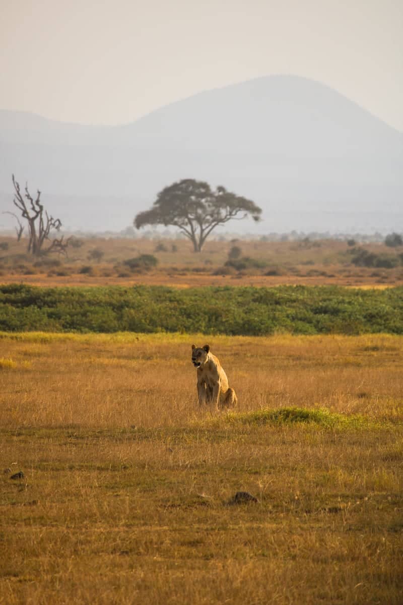 Amboseli Savanna Plains - Image 1