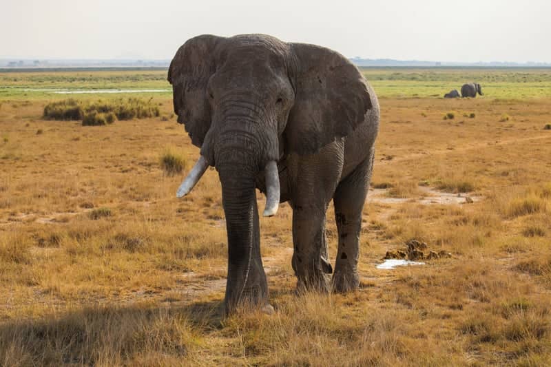 Amboseli Savanna near Entonet - Image 1