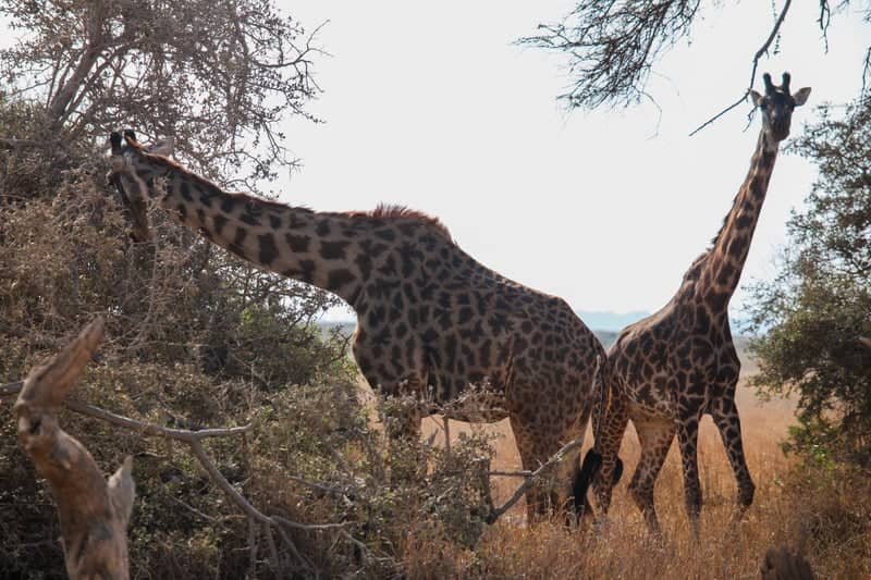 Entonet Savanna - Image 1