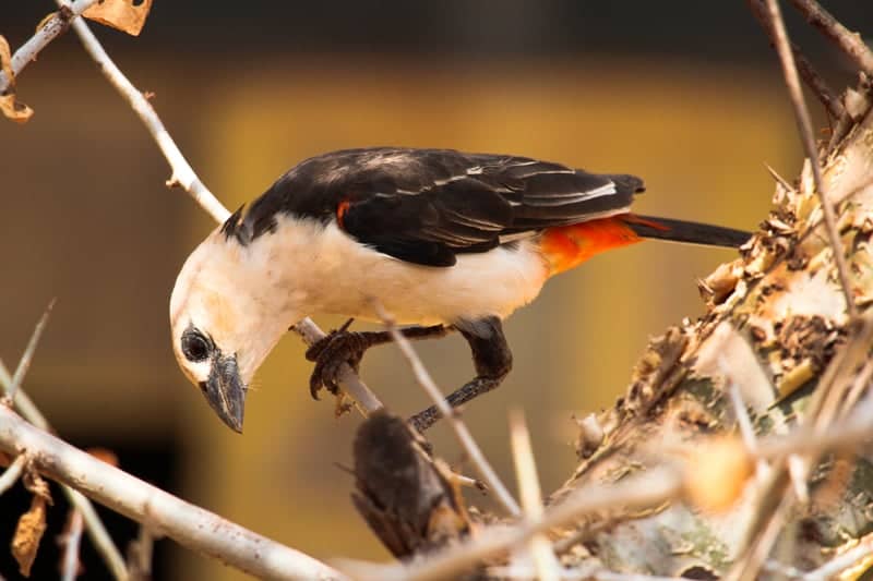 Entonet Wildlife Viewing - Image 1