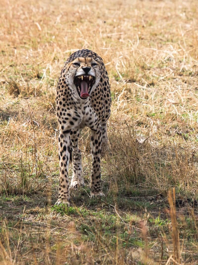 Siana Conservancy - Image 1