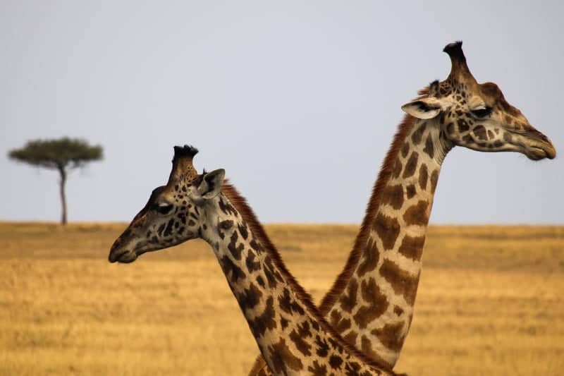 Siana Conservancy - Image 1