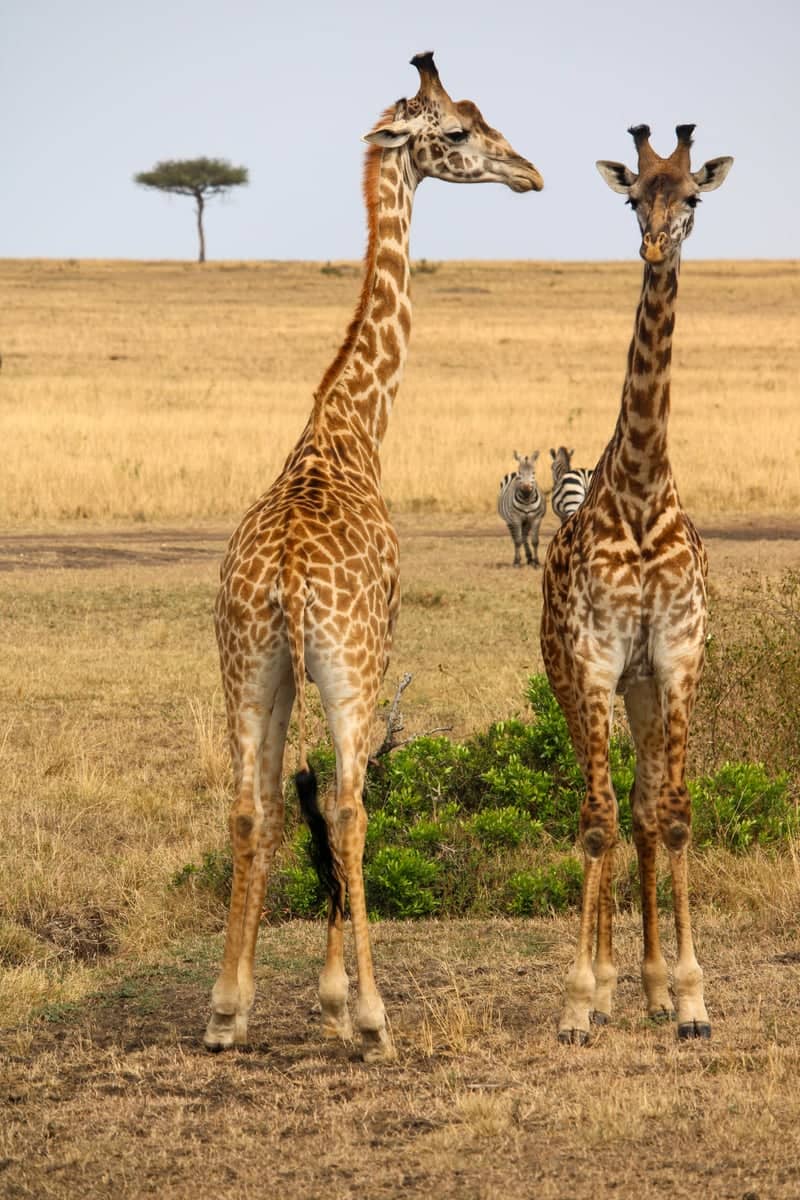 Siana Conservancy - Image 1