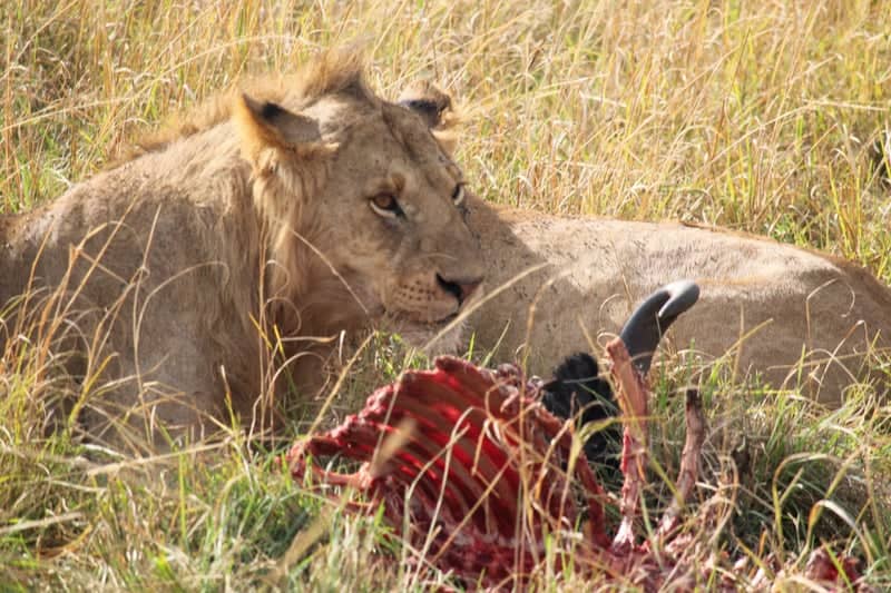 Siana Conservancy - Image 1