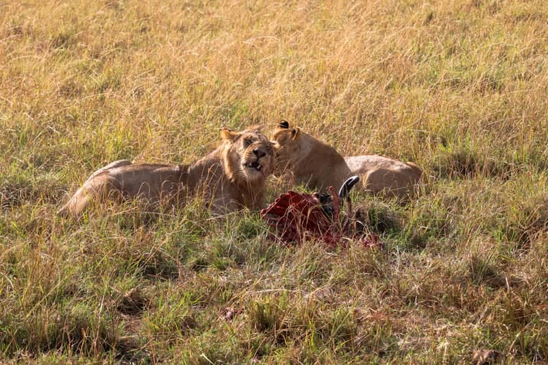 Siana Conservancy - Image 1