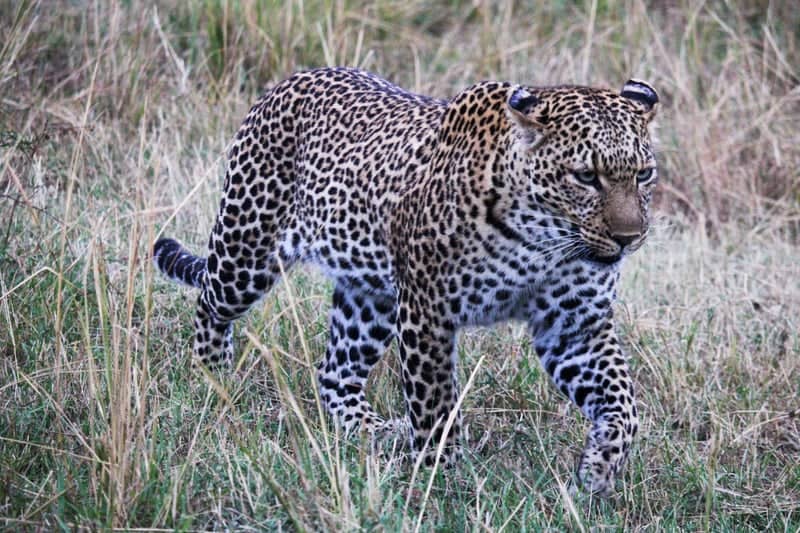 Siana Conservancy - Image 1