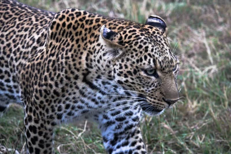 Siana Conservancy - Image 1