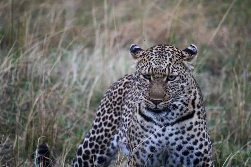 Siana Conservancy - Image 1