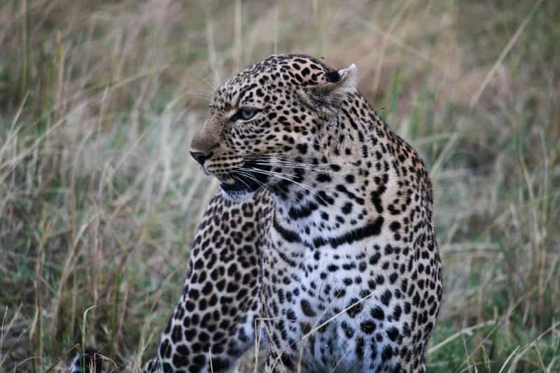 Siana Conservancy - Image 1