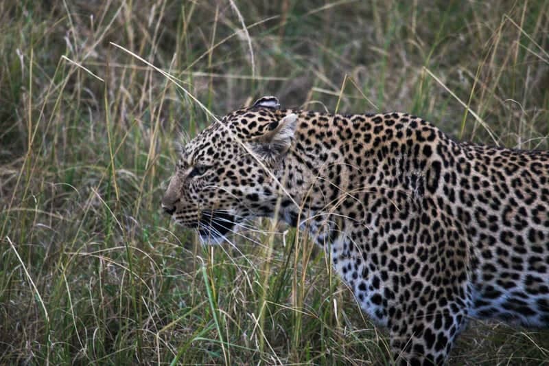 Siana Conservancy - Image 1