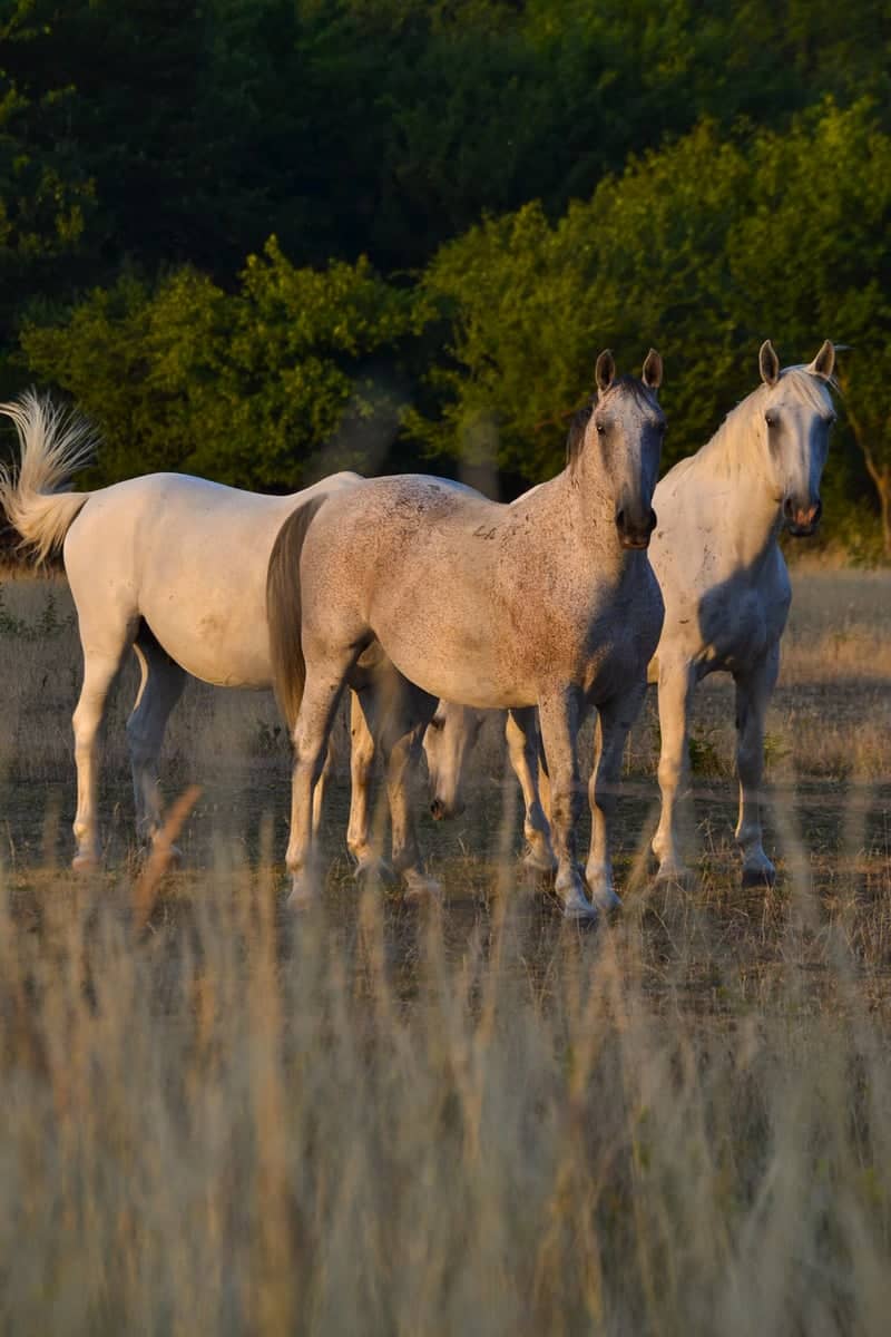 Rozálka Equestrian Area - Image 1