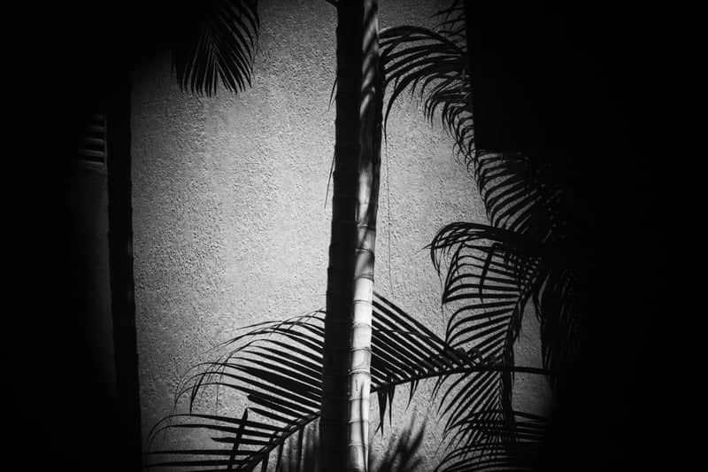 Sucre Urban Palm Shadows - Image 1