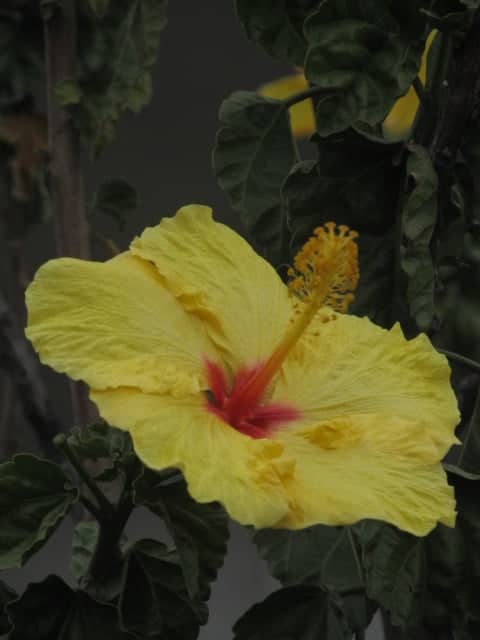 La Carolina Park Flora - Image 1