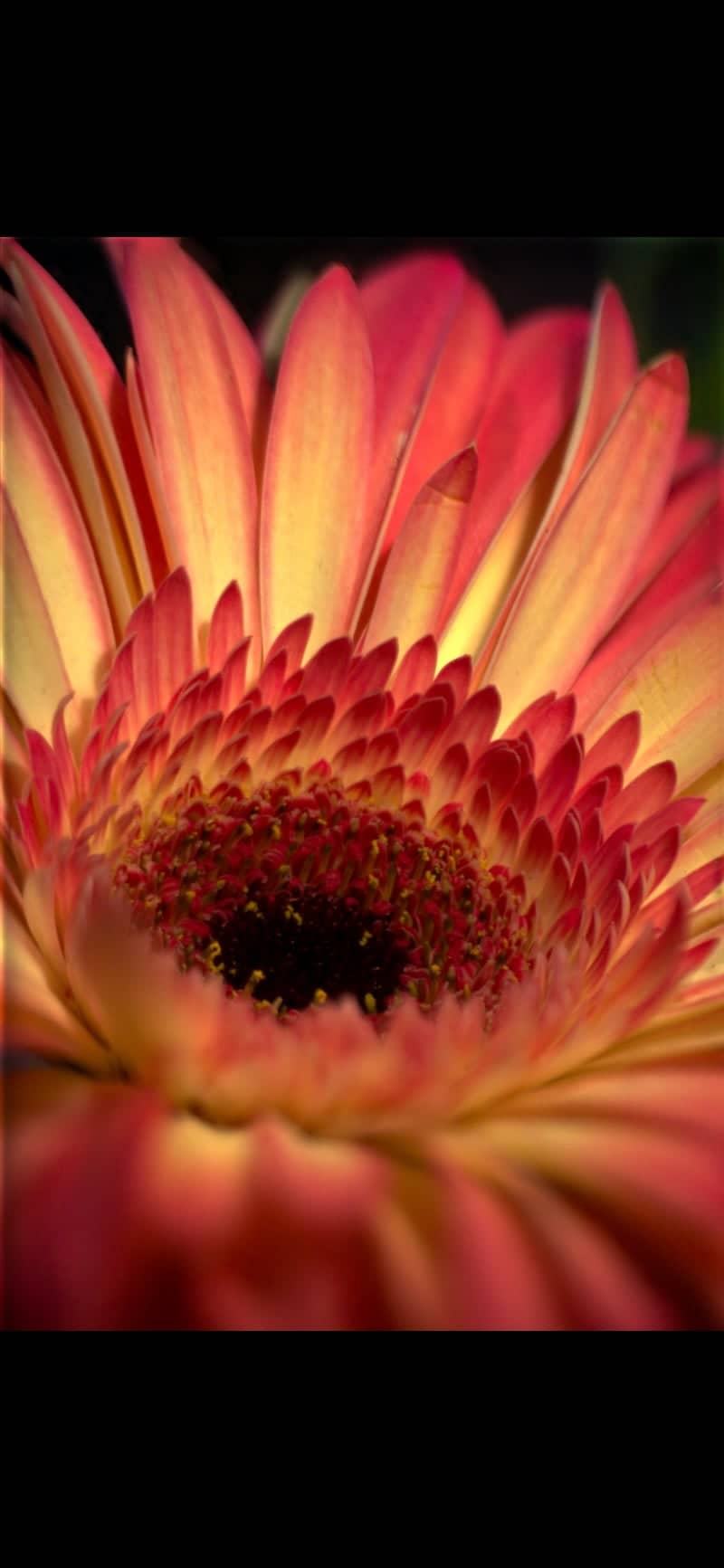 Holzkirchen Garden Macro - Image 1