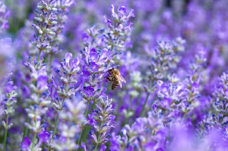 Velké Přílepy Lavender Garden - Image 1