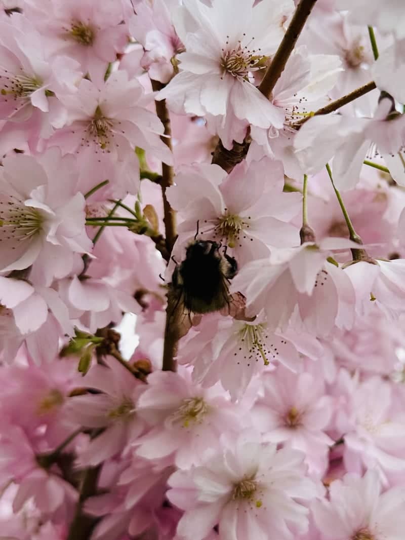 Søllerød Village Blooms - Image 1