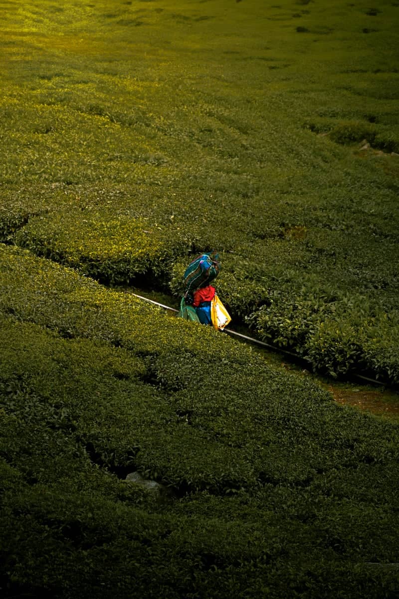 Kotagiri Tea Plantations - Image 1