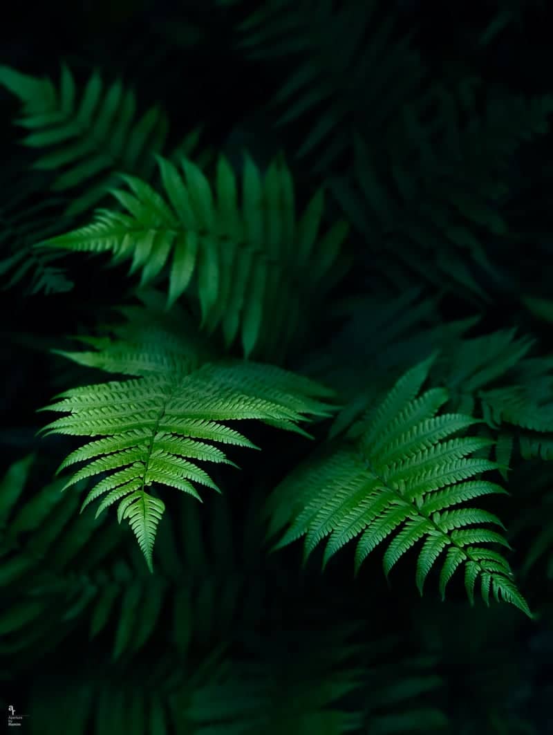 Savar Botanical Foliage - Image 1