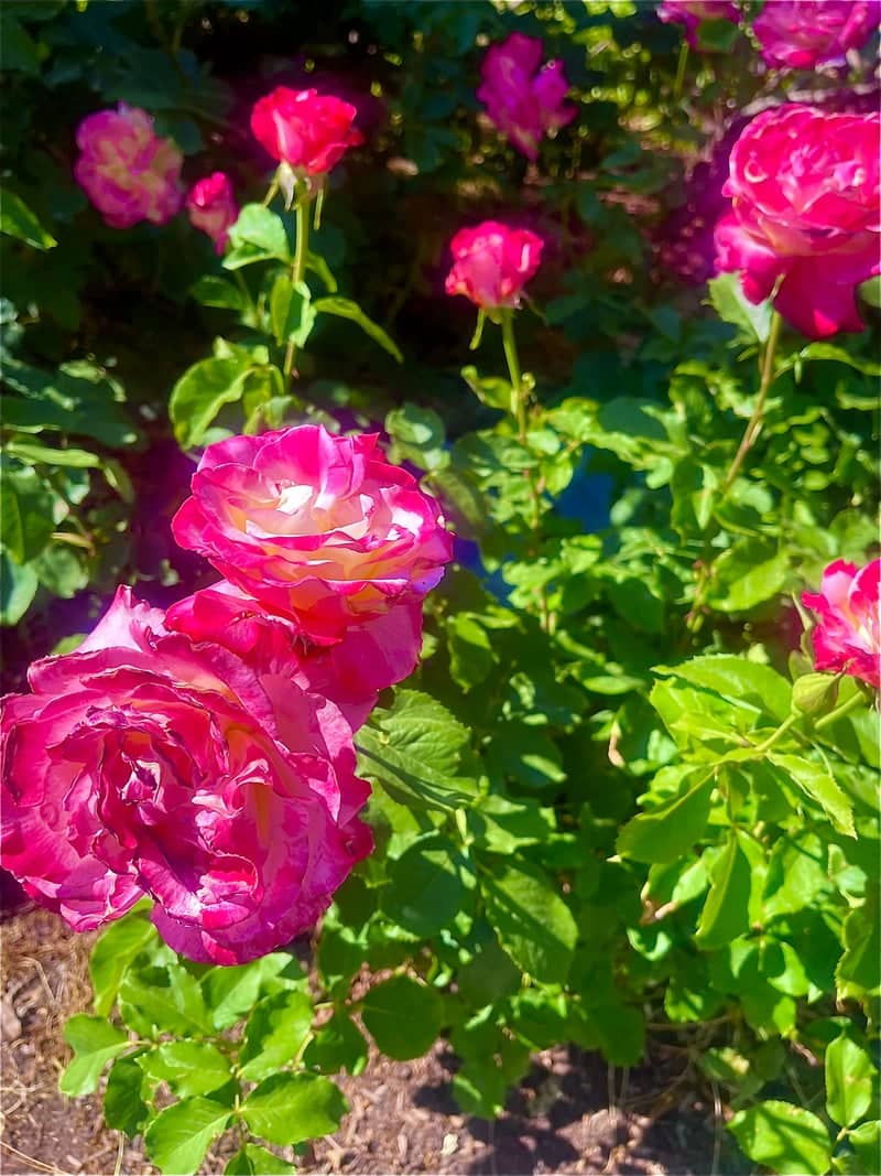 The Up House Garden - Image 1
