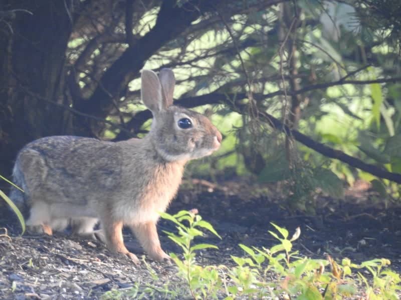 Shawnee Road Wildlife Garden - Image 1