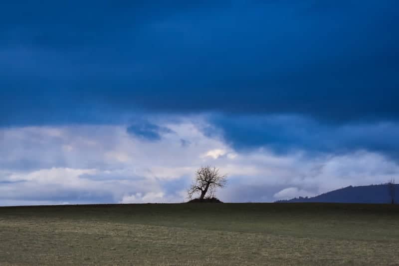 Lone Tree of Soveria Mannelli - Image 1