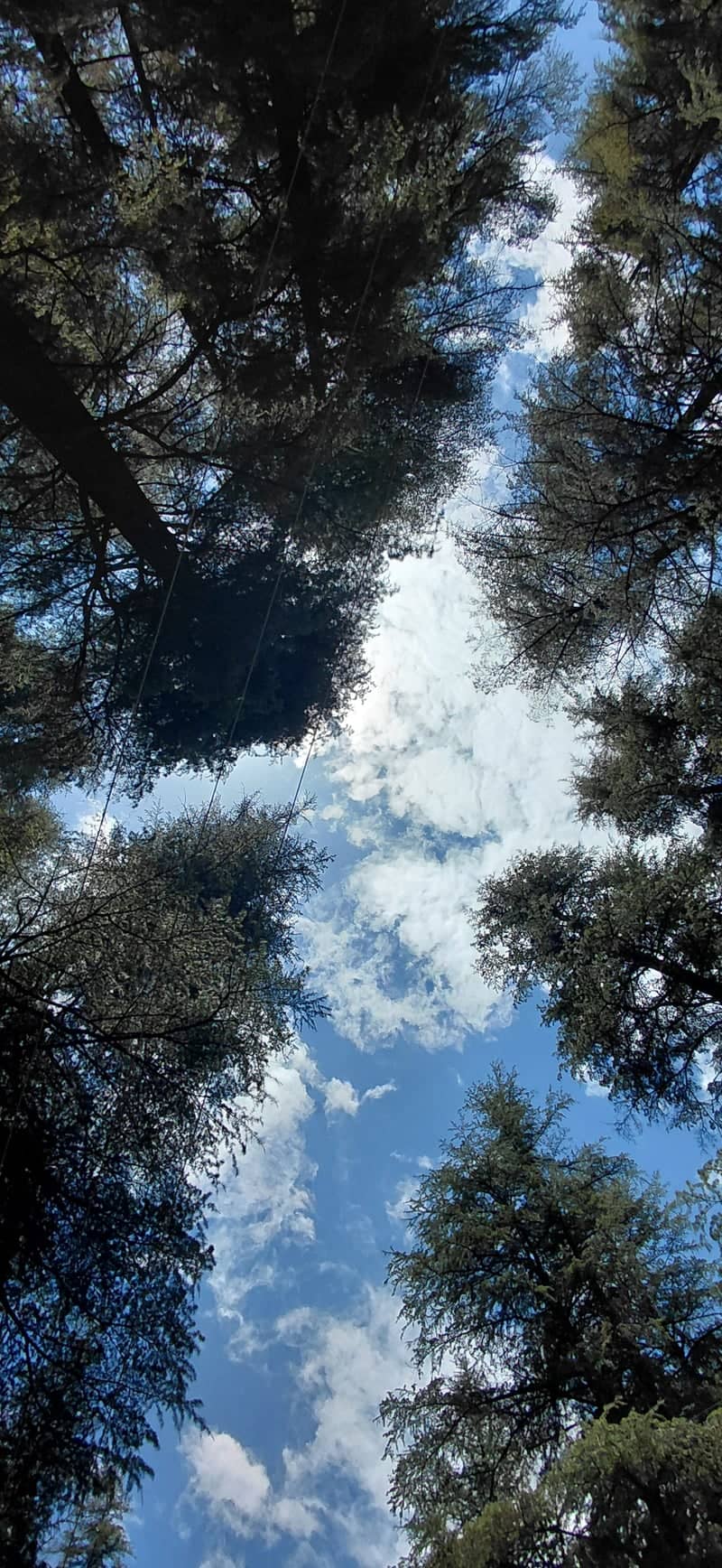 Deodar Forest Canopy, Tirthan Valley - Image 1