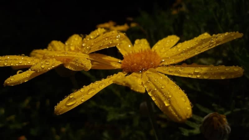 Glyfada Garden Blooms - Image 1
