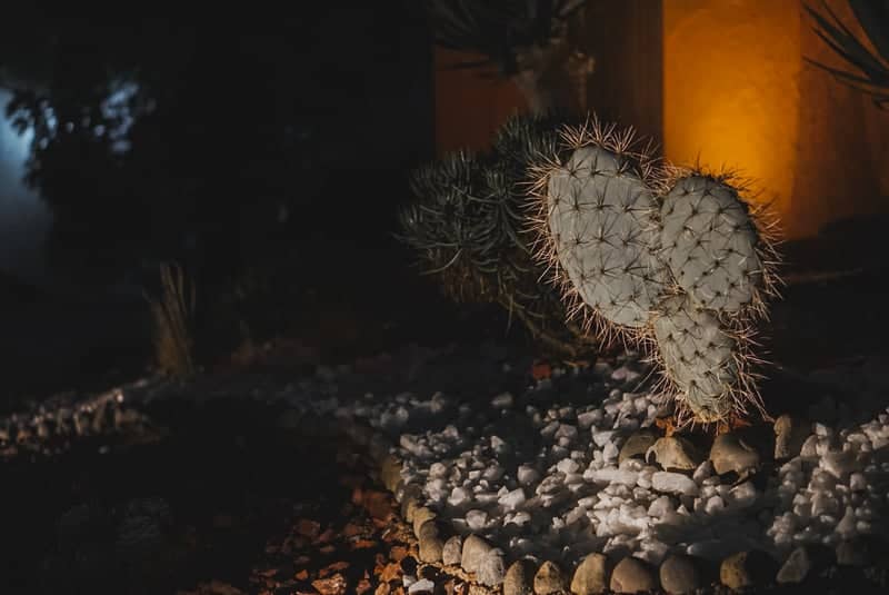 Illuminated Cactus Garden, Quillota - Image 1